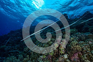 cornetfish in red sea