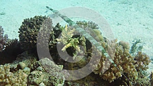 Cornetfish hunt on tropical coral reef