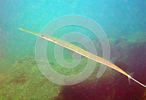 A Cornetfish Near Land`s End, Cabo San Lucas, Mexico