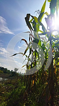 Cornfarm  under sunlight