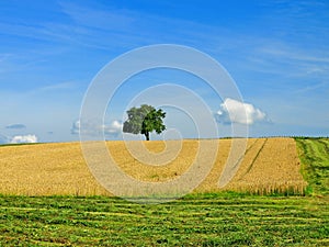 Cornfield