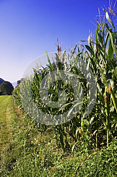 Cornfield