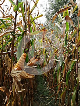 Cornfield