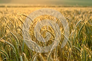 Cornfield photo