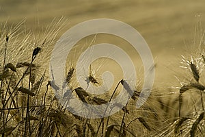 Cornfield