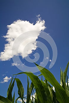 Cornfield