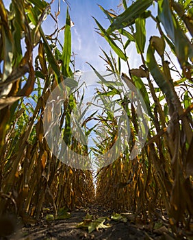 In a cornfield