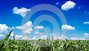The cornfield photo