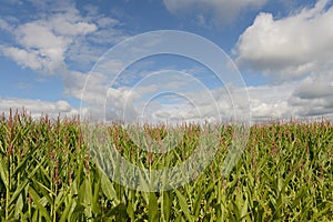 Cornfield