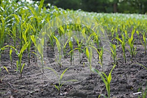 Cornfield