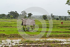 Cornfield