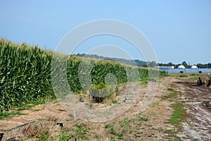 cornfield