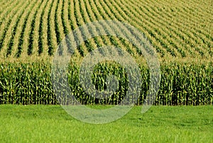 Cornfield photo