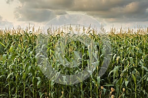 Cornfield