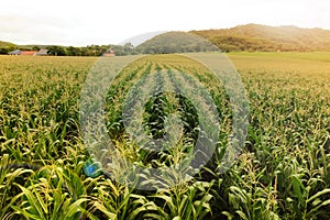 Cornfield