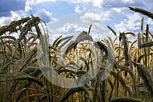 Cornfield