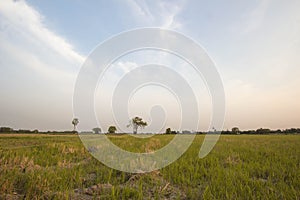 Cornfield arid