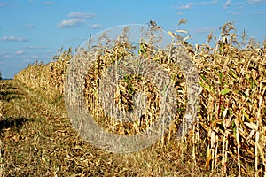 Cornfield at august