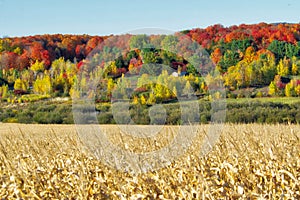 A cornfield in autumn with a forest in the background