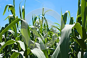 Cornfield Background