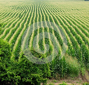 Cornfield background