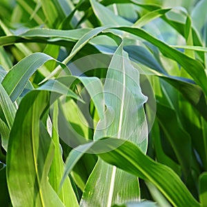 Cornfield Background