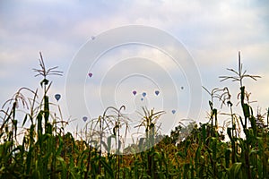 Cornfield with background balloons in MÃÂ©xico photo