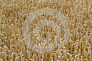 Cornfield background gold brown