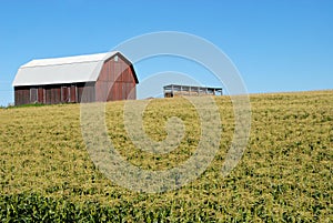 Cornfield with barn