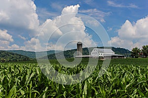 Cornfield With Barn, Mountains, and Fluffy Clouds