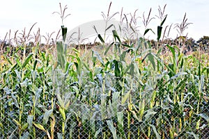 A cornfield behind a fence