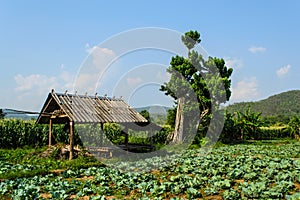 Cornfield behind the mountains in the evening.