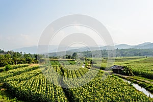 Cornfield behind the mountains in the evening.