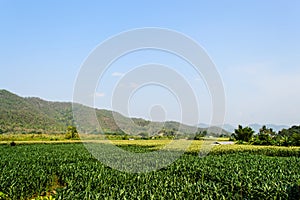 Cornfield behind the mountains in the evening.