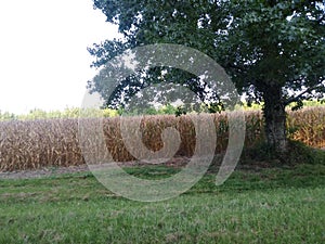 Cornfield behind a tree