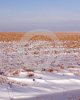 Cornfield with blown snow