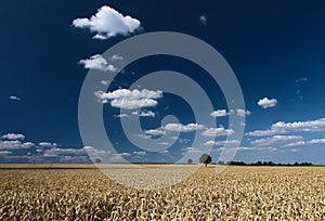 Cornfield with blue skies in Pfalz