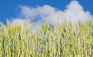 Cornfield in blue sky