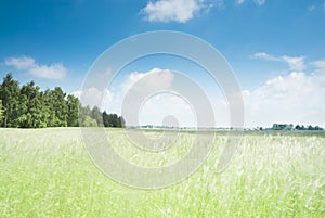 Cornfield and Blue Sky