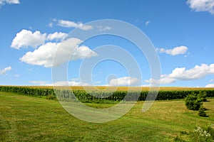 Cornfield and Blue Sky