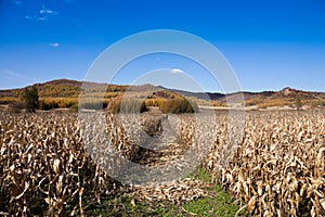 Cornfield on bright autumn day