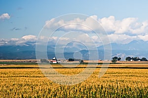 Cornfield in central Colorado, USA