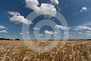 cornfield clouds sky summer farm farmland corn cereals wheat