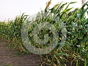Cornfield, corn flutters in the wind