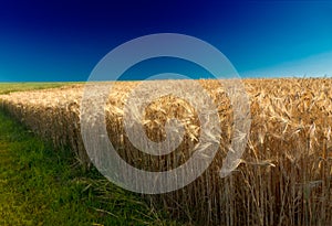 Cornfield with deep blue sky in Pfalz, Germa