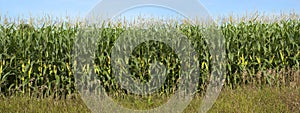 Cornfield Detail Banner Panorama, Corn Stalks photo