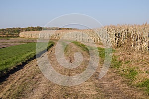 Cornfield and a dirt road at a farm near Dayton, Minnesota