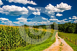 Cornfield and driveway to a farm in rural Southern York County,