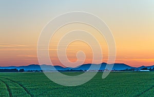 Cornfield at dusk in Pfalz