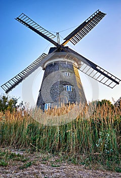 Cornfield with Dutch windmill, in Benz on Usedom island. Germany